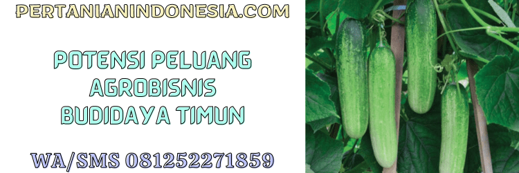 potensi,peluang,agrobisnis,mentimun,ketimun